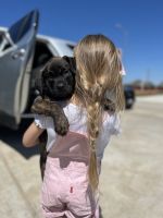 Boxer Puppies for sale in Katy, TX, USA. price: NA