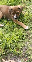 Boxer Puppies for sale in Zephyrhills, FL 33543, USA. price: NA