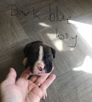 Boxer Puppies for sale in Berry, KY 41003, USA. price: NA