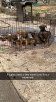 Boxer Puppies for sale in Greensboro, NC, USA. price: NA