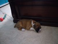 Boxer Puppies for sale in 11, Paschim Marg, Block C, Sector 26A, Gurugram, Haryana 122002, India. price: 1520000 INR