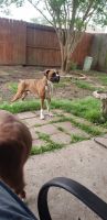 Boxer Puppies for sale in Pasadena, TX, USA. price: NA