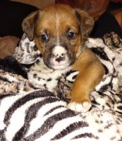 Boxer Puppies for sale in Chula Vista, CA 91911, USA. price: NA