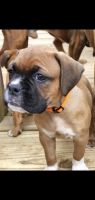 Boxer Puppies for sale in Cartersville, GA, USA. price: NA