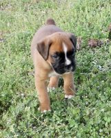 Boxer Puppies for sale in Flat Rock, AL 35966, USA. price: NA