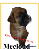 Boxer Puppies for sale in Orange County, CA, USA. price: NA