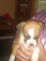 Boxer Puppies for sale in Manvel, TX, USA. price: NA