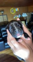 Boxer Puppies for sale in Hadley, KY 42101, USA. price: NA