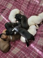 Boxer Puppies for sale in Columbia, SC, USA. price: NA