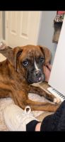 Boxer Puppies for sale in Louisville, KY, USA. price: NA