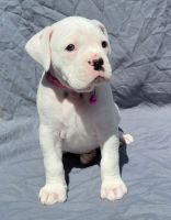Boxer Puppies for sale in Leavenworth, KS, USA. price: NA