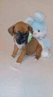 Boxer Puppies for sale in Tennerton, WV 26201, USA. price: NA