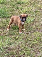 Boxer Puppies for sale in Morrison, OK 73061, USA. price: NA