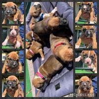 Boxer Puppies for sale in Vallejo, CA, USA. price: NA