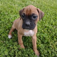 Boxer Puppies for sale in Stoutland, MO, USA. price: NA