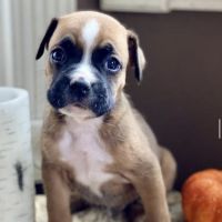 Boxer Puppies for sale in Los Angeles, CA, USA. price: NA