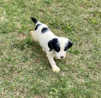 Boxer Puppies for sale in Maryville, TN, USA. price: NA
