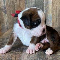 Boxer Puppies for sale in Los Angeles, CA, USA. price: NA