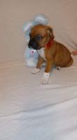 Boxer Puppies for sale in Tennerton, WV 26201, USA. price: NA