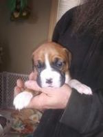 Boxer Puppies for sale in Elgin, MN 55932, USA. price: NA