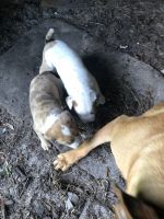 Boxer Puppies for sale in Winter Haven, FL, USA. price: NA