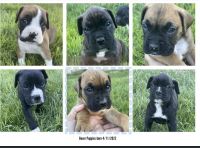 Boxer Puppies for sale in Midland, MI, USA. price: NA