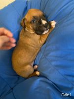 Boxer Puppies for sale in Guntersville, AL, USA. price: NA