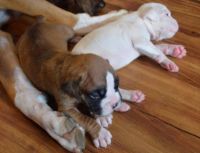 Boxer Puppies for sale in US-50, Fallon, NV, USA. price: NA