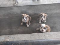 Boxer Puppies for sale in Marathahalli - Sarjapur Rd, Hadosiddapura, Chikkakannalli, Bengaluru, Karnataka, India. price: 26000 INR