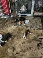 Boxer Puppies for sale in Joshua, TX 76058, USA. price: NA