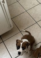 Boxer Puppies for sale in Cottonwood Ave, Moreno Valley, CA, USA. price: NA
