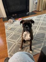 Boxer Puppies for sale in Joppatowne, MD 21085, USA. price: NA