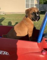 Boxer Puppies for sale in Flat Rock, AL 35966, USA. price: NA