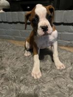Boxer Puppies for sale in Stockton, CA, USA. price: NA