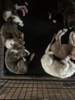 Boxer Puppies Photos