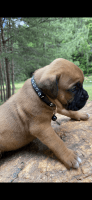 Boxer Puppies for sale in Murphy, NC 28906, USA. price: NA