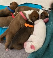 Boxer Puppies for sale in Phoenix, AZ 85023, USA. price: NA