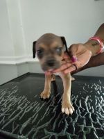 Boxer Puppies for sale in Dallas, TX, USA. price: NA