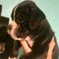 Boxer Puppies for sale in Bay Shore, NY, USA. price: NA