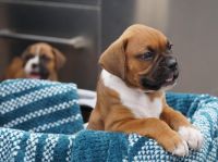 Boxer Puppies for sale in Hesperia, CA, USA. price: NA