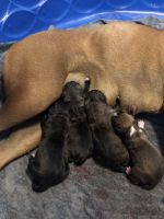 Boxer Puppies for sale in Magnolia, KY 42757, USA. price: NA