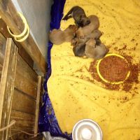 Boxer Puppies for sale in Morriston, FL 32668, USA. price: NA