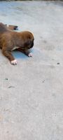 Boxer Puppies for sale in Rohtak, Haryana, India. price: 45000 INR