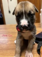 Boxer Puppies for sale in Ocala, FL, USA. price: NA