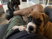 Boxer Puppies Photos