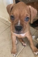 Boxer Puppies for sale in Hesperia Rd, Victorville, CA, USA. price: NA