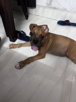 Boxer Puppies for sale in Bareilly, Uttar Pradesh, India. price: 25000 INR