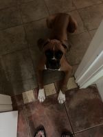 Boxer Puppies for sale in Montgomery County, TX, USA. price: NA