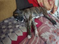 Boxer Puppies for sale in Attingal, Kerala, India. price: 12000 INR