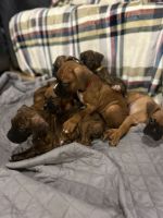 Boxer Puppies for sale in Modesto, CA, USA. price: NA